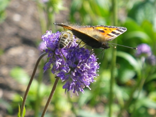 Devils bit scabious with marsh fritillary ebook listing